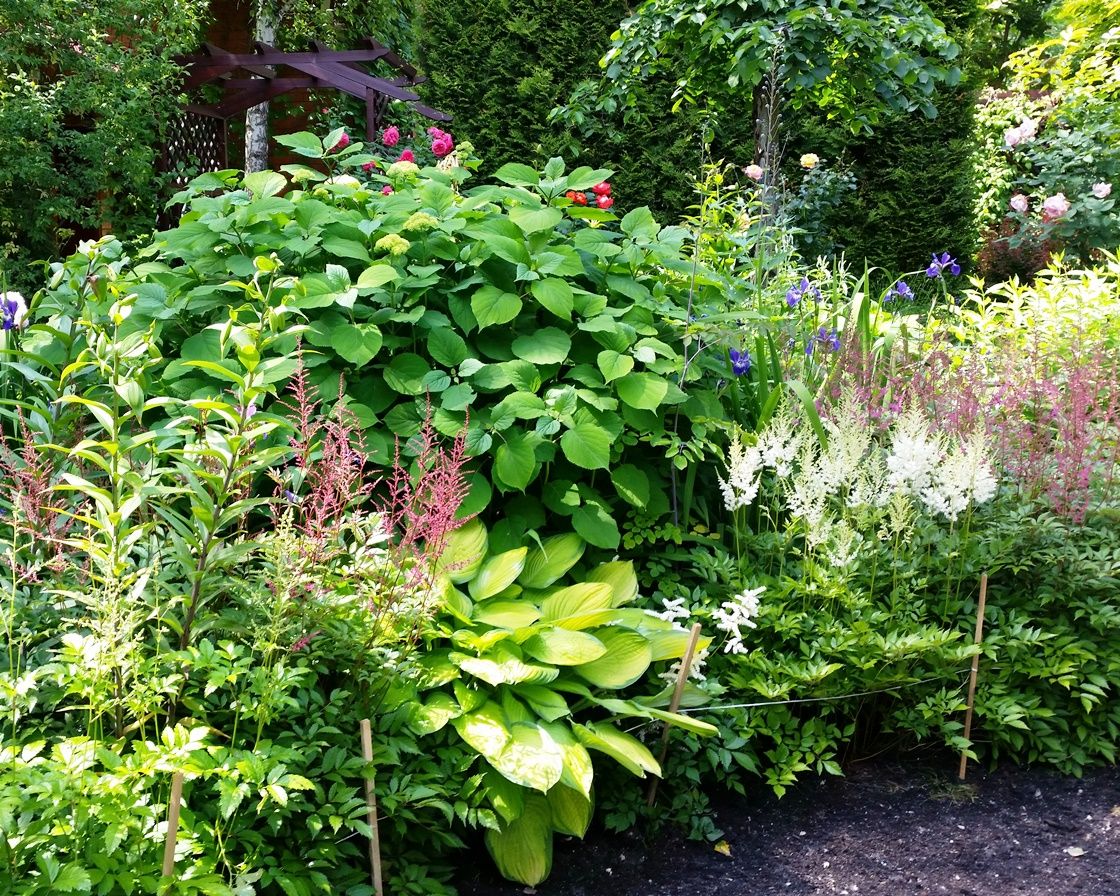 Проект Горки 2